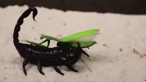 螳螂最新爆料视频,揭秘神秘事件背后的惊人真相！